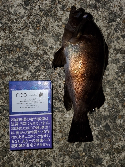 中潮微風〜強風メバリング