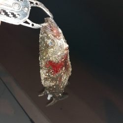 メバリングのはずが！