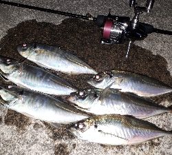 潮がたるいけどアジングは成立するのか