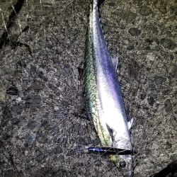 衣奈付近でサワラ