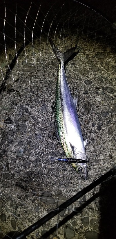 衣奈付近でサワラ