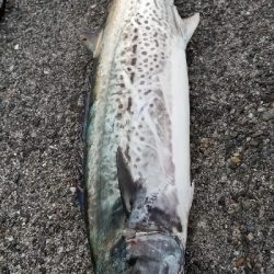 恒例、出勤前にサワラ!