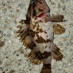 強風激寒メバリング