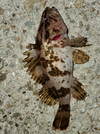 強風激寒メバリング