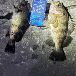 久々フィッシング(^^)v