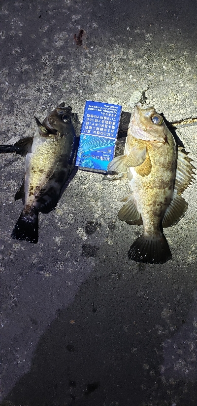 久々フィッシング(^^)v