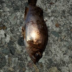 大潮強風ちょい寒メバリング