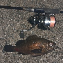 風ありますがメバリング調査