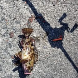 ガシラのみ　シーバスでず