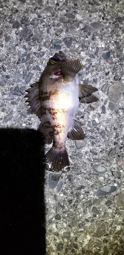 メバルが釣れたよ