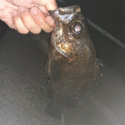 連日のメバリング