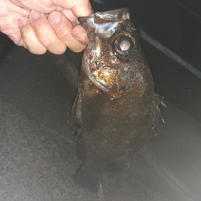 連日のメバリング