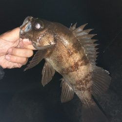 メバルフロートで