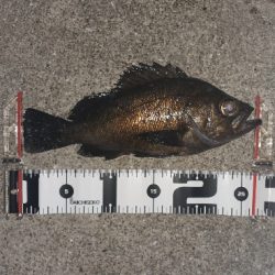 メバリング好調です