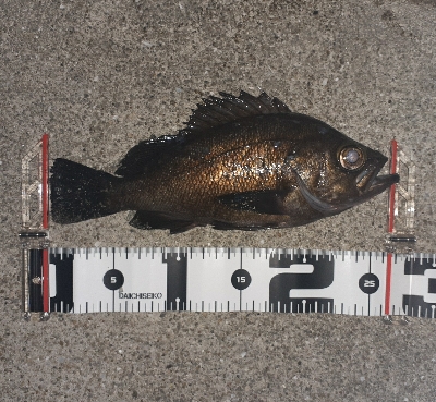 メバリング好調です