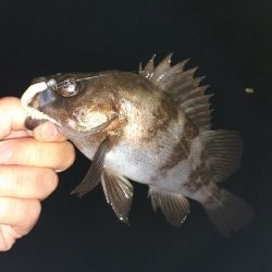 雨上がりにメバリング