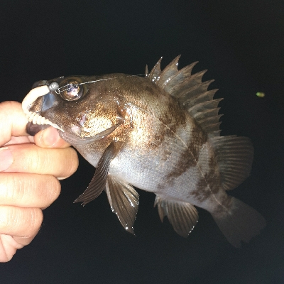 雨上がりにメバリング
