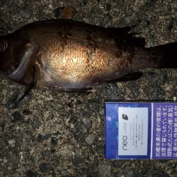 中潮大当り？メバリング