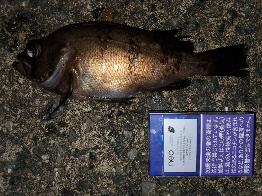 中潮大当り？メバリング