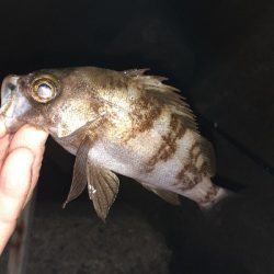 ちょっと遠くへメバリング