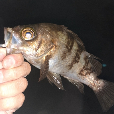 和歌山でメバリング