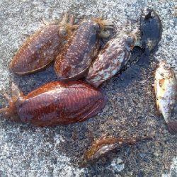 人混み避け甲烏賊の群れ