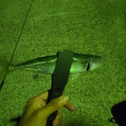 メバルを求めて