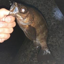 いつものメバル調査