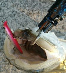 ランカー届かず