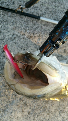 ランカー届かず