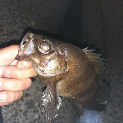 爆風メバル調査