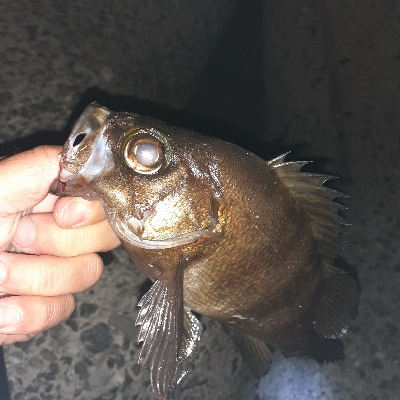 爆風メバル調査