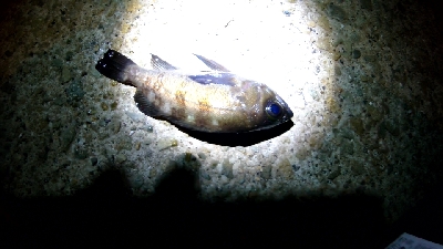 メバルシーズン終わり？