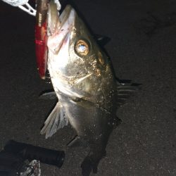 バチ抜けパトロール１