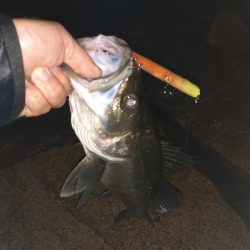 バチ抜け調査vol.2