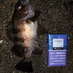 中潮微妙メバリング