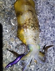 春イカ釣れました。