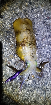 春イカ釣れました。