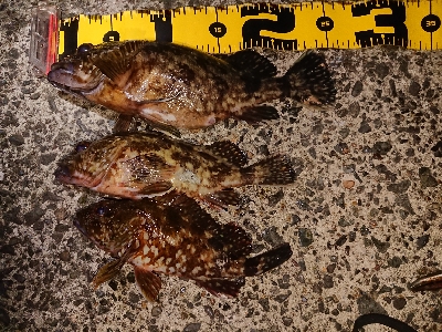 メバル狙いが……