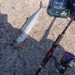 鰆のシーズン堪能