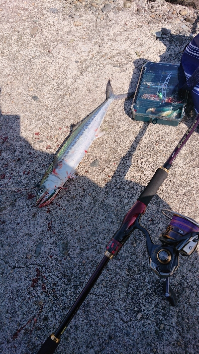 鰆のシーズン堪能