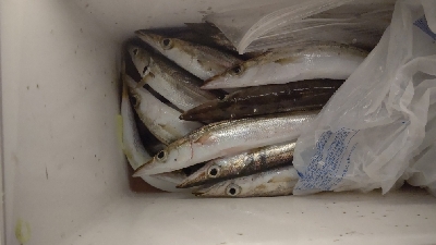 カマス大漁！