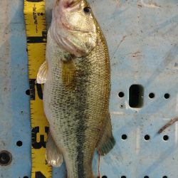 プリメス釣れました！