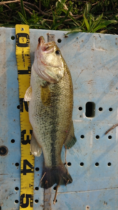 プリメス釣れました！