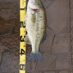 ダッジでプリメスキャッチ