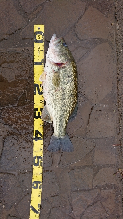 ダッジでプリメスキャッチ