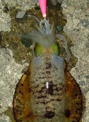 春イカのはずがサイズは秋イカ