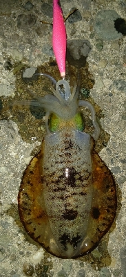 春イカのはずがサイズは秋イカ