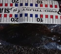 ショアジグング