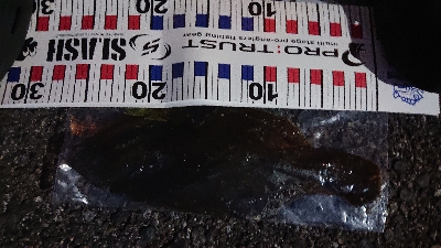 ショアジグング